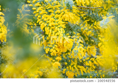 含羞草,春天的花朵形象 含羞草,春天的花朵形象 100548556