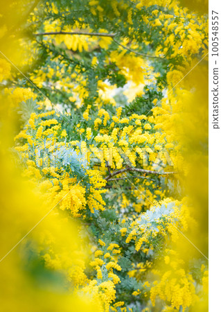 Mimosa, spring flower image Mimosa, spring flower image 100548557