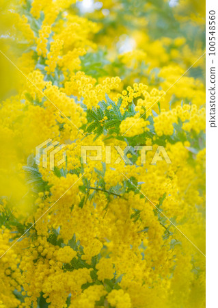 含羞草,春天的花朵形象 含羞草,春天的花朵形象 100548560