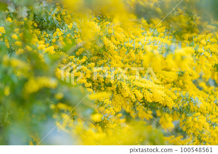 Mimosa, spring flower image Mimosa, spring flower image 100548561