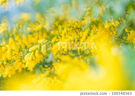Mimosa, spring flower image 100548563