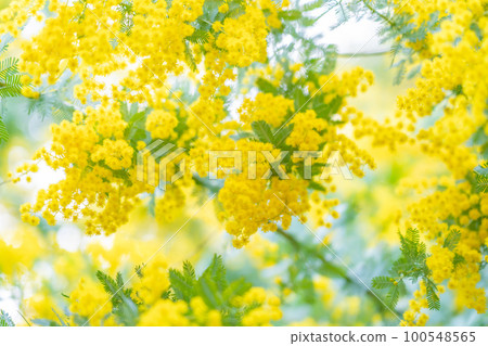 Mimosa, spring flower image 100548565