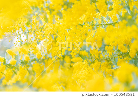 Mimosa, spring flower image Mimosa, spring flower image 100548581