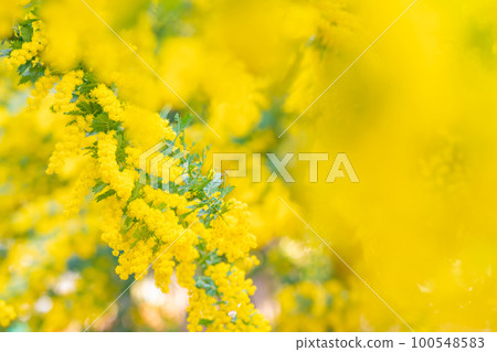 Mimosa, spring flower image Mimosa, spring flower image 100548583