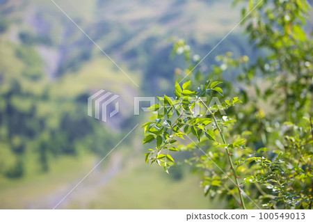 Branches of a summer bush with leaves on a blurred background of mountains. Branches of a summer bush with leaves on a blurred background of mountains. 100549013