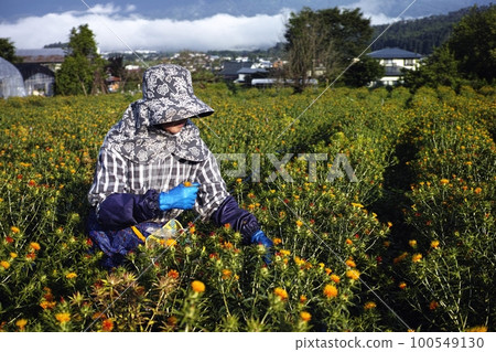 Safflower field Safflower field 100549130