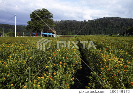 Safflower field Safflower field 100549173