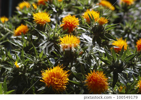 Safflower field Safflower field 100549179