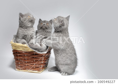 Three blue British kittens in a wicker basket on a gray background. Beautiful little cats. Three blue British kittens in a wicker basket on a gray background. Beautiful little cats. 100549227