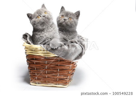 Kittens sit in a basket. Kittens sit in a basket. 100549228