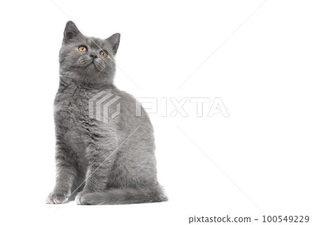 Cute tiny kitten sits in front view and looks at camera. isolated on white background Cute tiny kitten sits in front view and looks at camera. isolated on white background 100549229