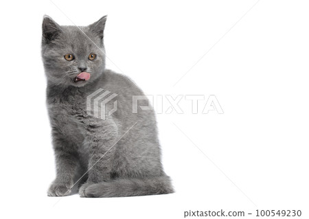 Funny british kitten with tongue. Tasty on a white background, front view. The cat is funny, he licks his lips. Funny british kitten with tongue. Tasty on a white background, front view. The cat is funny, he licks his lips. 100549230