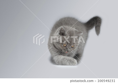 Beautiful blue British Shorthair kitten on a light gray background in playful poses with a smart look. The kitten is playing funny. Beautiful blue British Shorthair kitten on a light gray background in playful poses with a smart look. The kitten is playing funny. 100549231