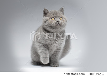 Beautiful blue British Shorthair kitten on a light gray background in playful poses with a smart look. The kitten is playing funny. Beautiful blue British Shorthair kitten on a light gray background in playful poses with a smart look. The kitten is playing funny. 100549232