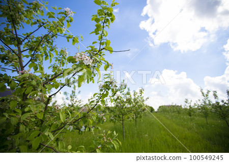 Blossoming branch of an apple tree against the backdrop of a blurred landscape. 100549245