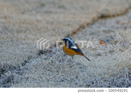 Daurian Redstart ♂ 100549291