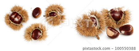 opened sweet chestnut in its spiky husk isolated on white. Top view. Flat lay. opened sweet chestnut in its spiky husk isolated on white. Top view. Flat lay. 100550388