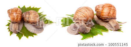 two snails crawling on the grape leaves white background two snails crawling on the grape leaves white background 100551145