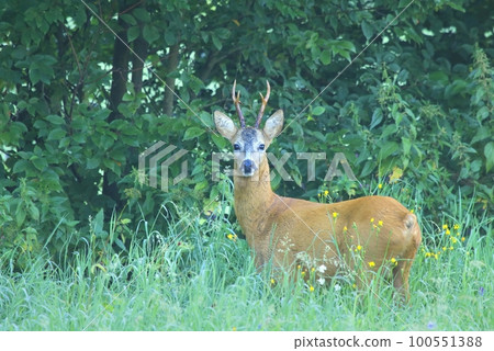 Majestic european roe deer male in summer 100551388