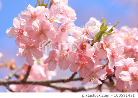 Kawazuzakura Isesaki Citizen's Forest Park 100551451