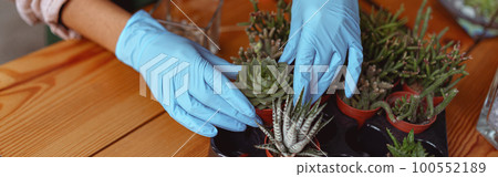 Close up of woman florist takes care seedlings in floral studio. Gardening concept Close up of woman florist takes care seedlings in floral studio. Gardening concept 100552189
