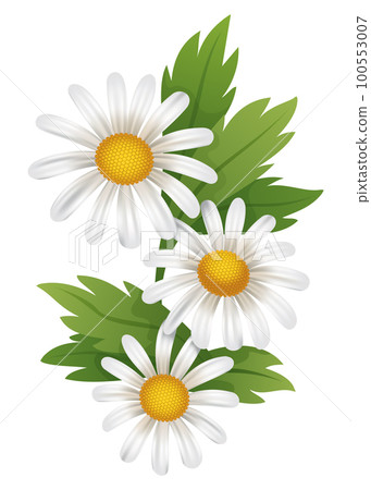 Chamomile flower. Botanical illustration of daisy. Design element for herbal tea, natural cosmetics, health care products or aromatherapy. White flower with green leaves 100553007
