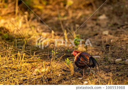 Red junglefowl or Gallus gallus bird closeup a wild ancestor of the domestic fowl or chicken in winter sunlight at jim corbett national park forest uttarakhand india asia Red junglefowl or Gallus gallus bird closeup a wild ancestor of the domestic fowl or chicken in winter sunlight at jim corbett national park forest uttarakhand india asia 100553988