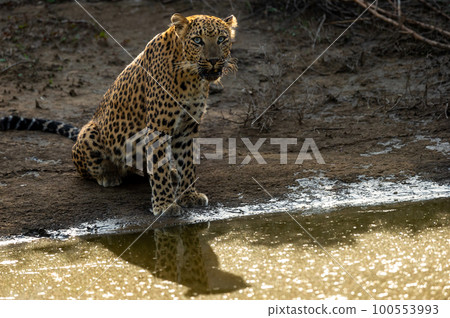 Indian wild female leopard or panther or panthera pardus fusca near water body or pond with eye contact during safari at jhalana forest reserve jaipur rajasthan india asia 100553993