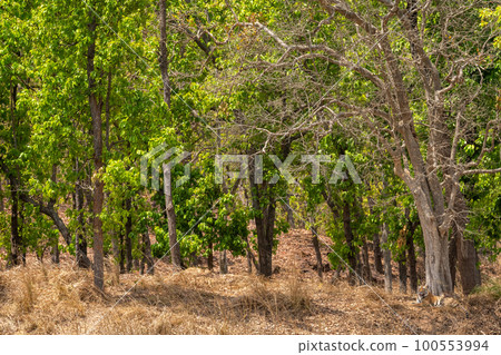 wild male bengal tiger or panthera tigris habitat resting under shades of sal trees in extremely hot day in summer season safari at bandhavgarh national park tiger reserve forest madhya pradesh india 100553994