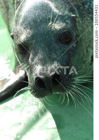 Goma seals Goma seals 100554431