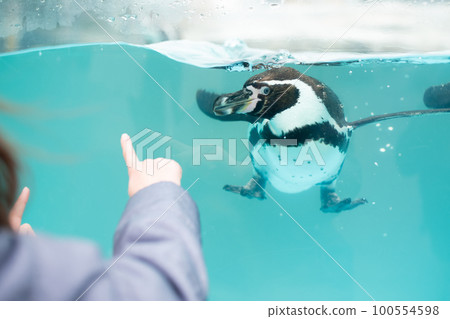 child looking at penguins child looking at penguins 100554598