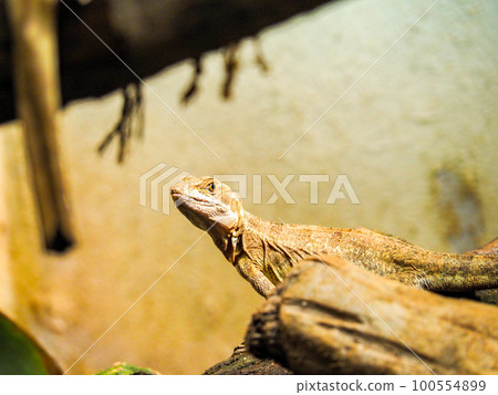 basilisk lizard 100554899