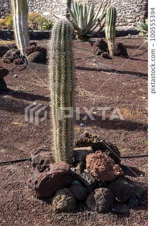 Cactus in a park of Puerto del Rosario Cactus in a park of Puerto del Rosario 100555394