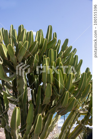 Euphorbia canariensis cactus in a park, Fuerteventura 100555396