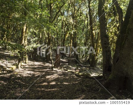 Lush evergreen cloud laurisilva forest with mossy trees at the Garajonay National Park, La Gomera, Canary Islands, Spain. Mysterious fairytale magical nature scenery. UNESCO World Heritage Site. 100555419