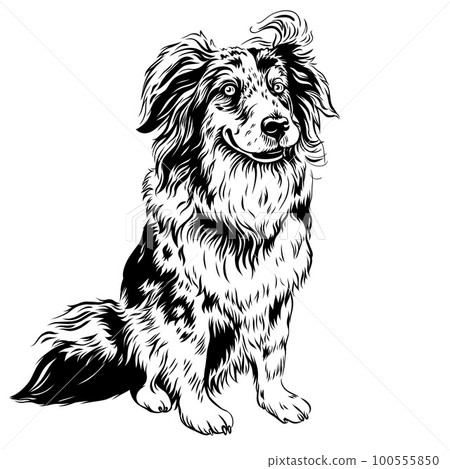 vector dog Red Australian Shepherd breed vector dog Red Australian Shepherd breed 100555850
