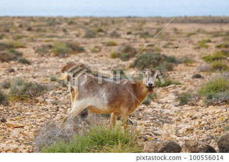 Goat farming is widespread on the island of Fuerteventura 100556014