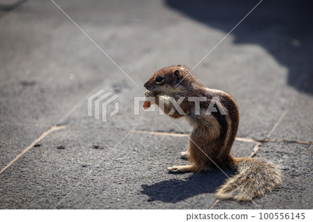 Chipmunk is a cute attraction on Fuerteventura 100556145