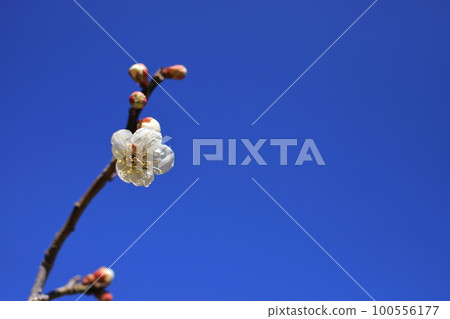 Blue sky and plum blossoms Blue sky and plum blossoms 100556177