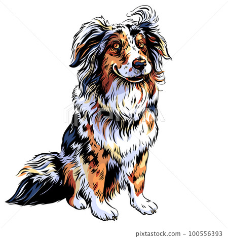 vector dog Red Australian Shepherd breed vector dog Red Australian Shepherd breed 100556393