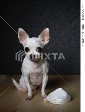 Chihuahua dog is sitting on a light wooden surface. At the feet of the dog lies a white gauze bandage Chihuahua dog is sitting on a light wooden surface. At the feet of the dog lies a white gauze bandage 100556952