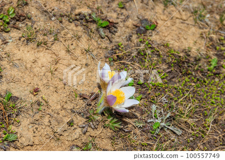 Eastern pasqueflower (Pulsatilla patens), also known as prairie crocus, cutleaf anemone, rock lily Eastern pasqueflower (Pulsatilla patens), also known as prairie crocus, cutleaf anemone, rock lily 100557749