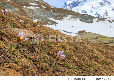 Eastern pasqueflower (Pulsatilla patens), also known as prairie crocus, cutleaf anemone, rock lily 100557750