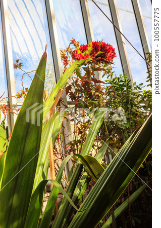 Beautiful blooming giant spear lily (Doryanthes palmeri) in greenhouse 100557775