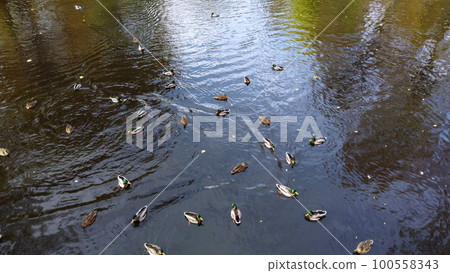 Water of lake with swimming ducks in park with trees with yellow falling leaves on sunny autumn day. Autumn scenery. Natural background. Many feathered birds ducks. Landscape park. Water of lake with swimming ducks in park with trees with yellow falling leaves on sunny autumn day. Autumn scenery. Natural background. Many feathered birds ducks. Landscape park. 100558343