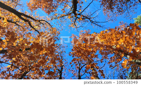 Treetops with red orange brown leaves swaying in the wind on background a clear blue sky on sunny autumn day. Bottom view. Forest woodland nature autumn seasonal backdrop. Beautiful natural background 100558349