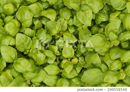 Fragrant basil micro green leaves, top view, background Fragrant basil micro green leaves, top view, background 100558548