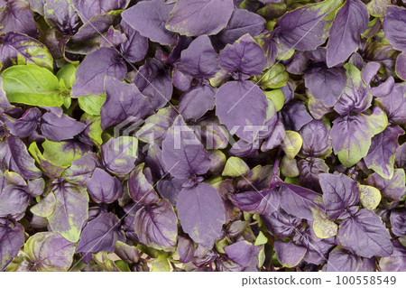 Purple basil micro green leaves, top view, background Purple basil micro green leaves, top view, background 100558549