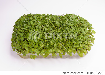 Green natural melissa leaves. Natural organic food 100558553