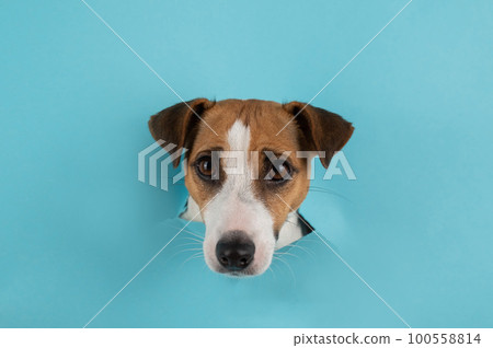 Dog muzzle hotsell jack russell terrier